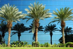 Palms against a building